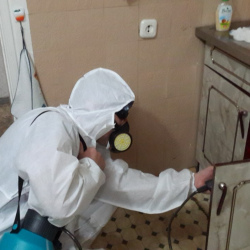 Дезинфекция от муравьев в квартире в Сыктывкаре